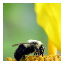 BUMBLE BEE posters