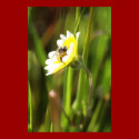 "Bumble Bee" posters by michaelsnydermusic "Bumble Bee" posters