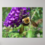 Bumble Bee Poster