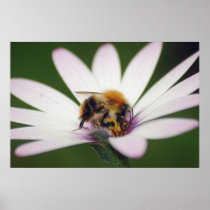 Bumble Bee Poster