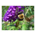 Bumble Bee Poster posters by Sarahsmile Bumble Bee Poster posters