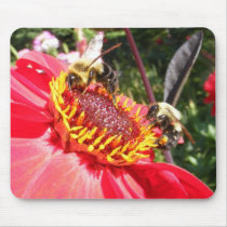 Bumble Bees on Dahlia ~ mousepad