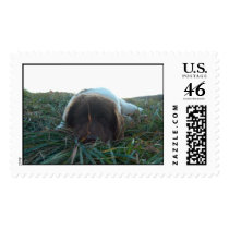 Bumble the New Foundland postage by cebinvt Bumble the New Foundland postage