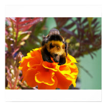 Bumblebear poster posters