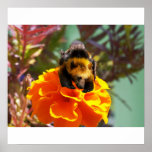 Bumblebear poster