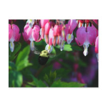 Bumblebee and Bleeding Hearts Postcards