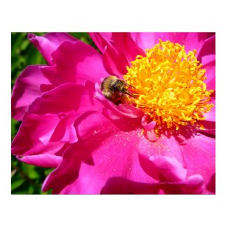 Bumblebee and Peony print