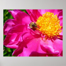 Bumblebee and Peony Poster
