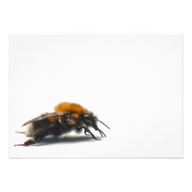 Bumblebee Announcement
