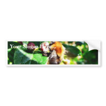 Bumblebee bumper stickers