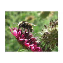 Bumblebee Flower Postcard