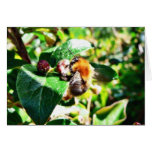 Bumblebee Greeting Card