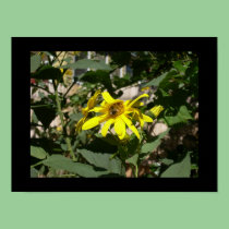 Bumblebee in a sunflower posters