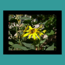 Bumblebee in a sunflower posters