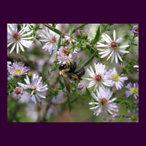 Bumblebee in Asters posters by naturegirl7 Bumblebee in Asters posters
