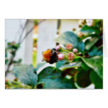 Bumblebee Insect Greeting Cards