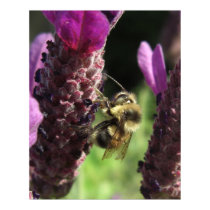 Bumblebee Large Posters & Prints by wingedturtle Bumblebee Large Posters & Prints