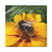 Bumblebee Magnet magnets