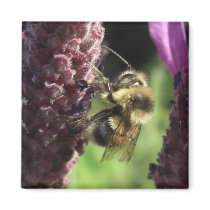 Bumblebee Magnets by wingedturtle Bumblebee Magnets