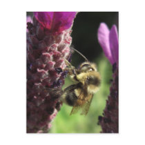 Bumblebee Notes Card postcards