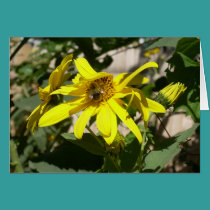 bumblebee on a sunflower cards