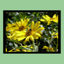 Bumblebee on a Sunflower Poster posters
