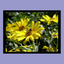 Bumblebee on a Sunflower Poster posters
