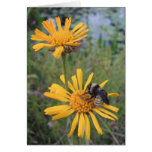 Bumblebee on Balduina Card