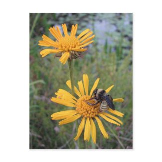 Bumblebee on Balduina Postcard postcard