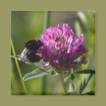 bumblebee on clover magnets