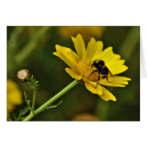 Bumblebee on daisy cards