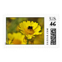 Bumblebee on daisy postage