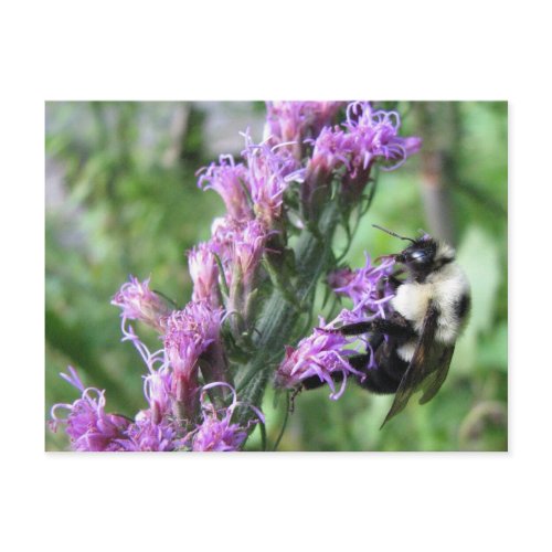 Bumblebee on Liatris Postcard postcard