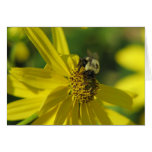 Bumblebee on Sunflower Card