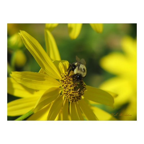 Bumblebee on Sunflower print