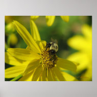 Bumblebee on Sunflower print