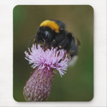 Bumblebee on thistle mousepad