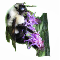 Bumblebee Photo Sculpture photo sculptures
