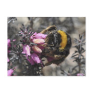 Bumblebee postcard postcard