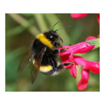 Bumblebee posters