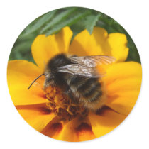 Bumblebee Stickers stickers
