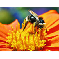 Bumblebees Flowers Macro photo sculptures by lifesphere Bumblebees Flowers Macro photo sculptures