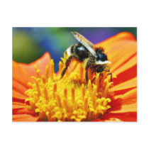 Bumblebees Flowers Macro Post Cards