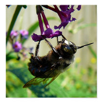 Bumblee Bee macro posters by racham Bumblee Bee macro posters