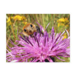 Bumblemunk postcard