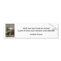 Bumper Sticker - Cute Baby Otter with quote