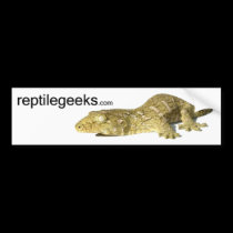 Bumper Sticker - New Caledonian Giant Gecko bumper stickers