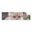 Bumpers for cats bumper stickers