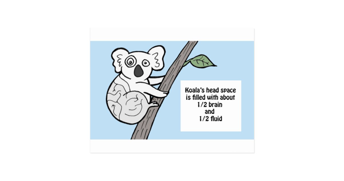 Bumpy Brains Koala Postcard Zazzle