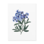 Bunch of Blue Blossoms Postcard